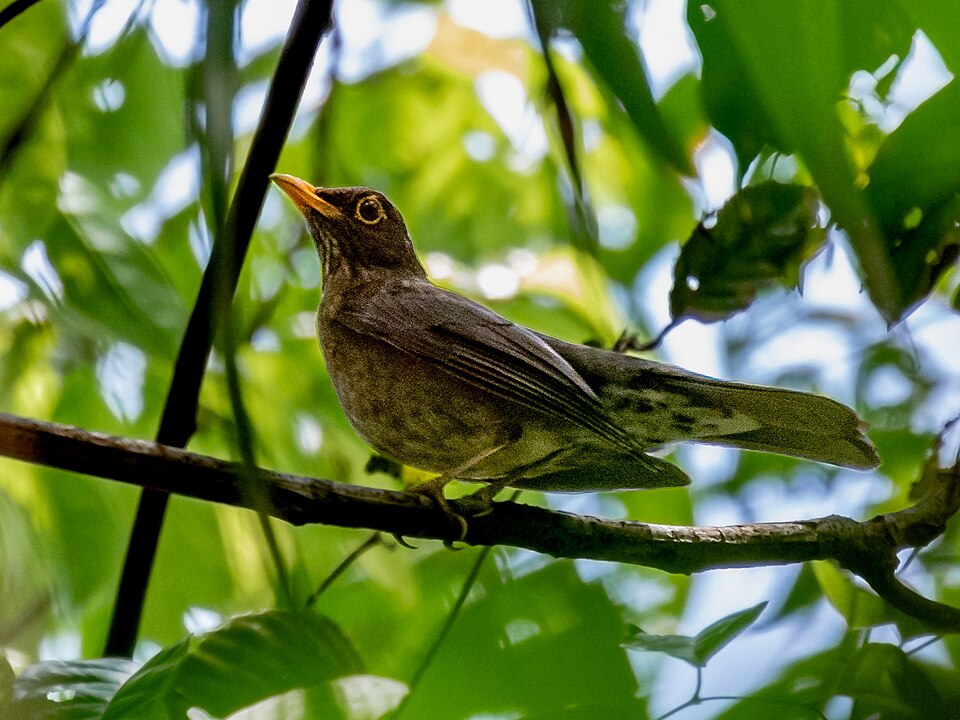 Lawrence's Thrush