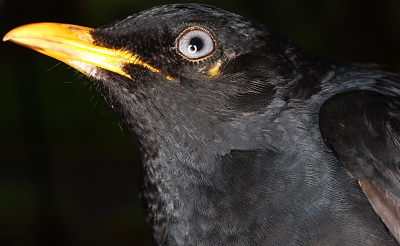 Pale-eyed Thrush