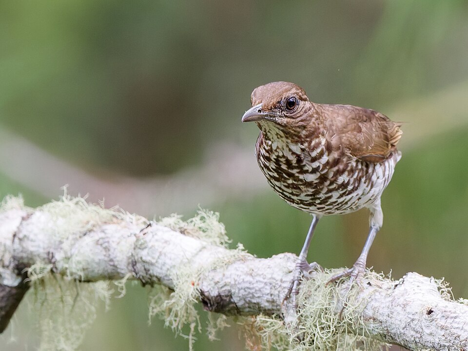 Maranon Thrush