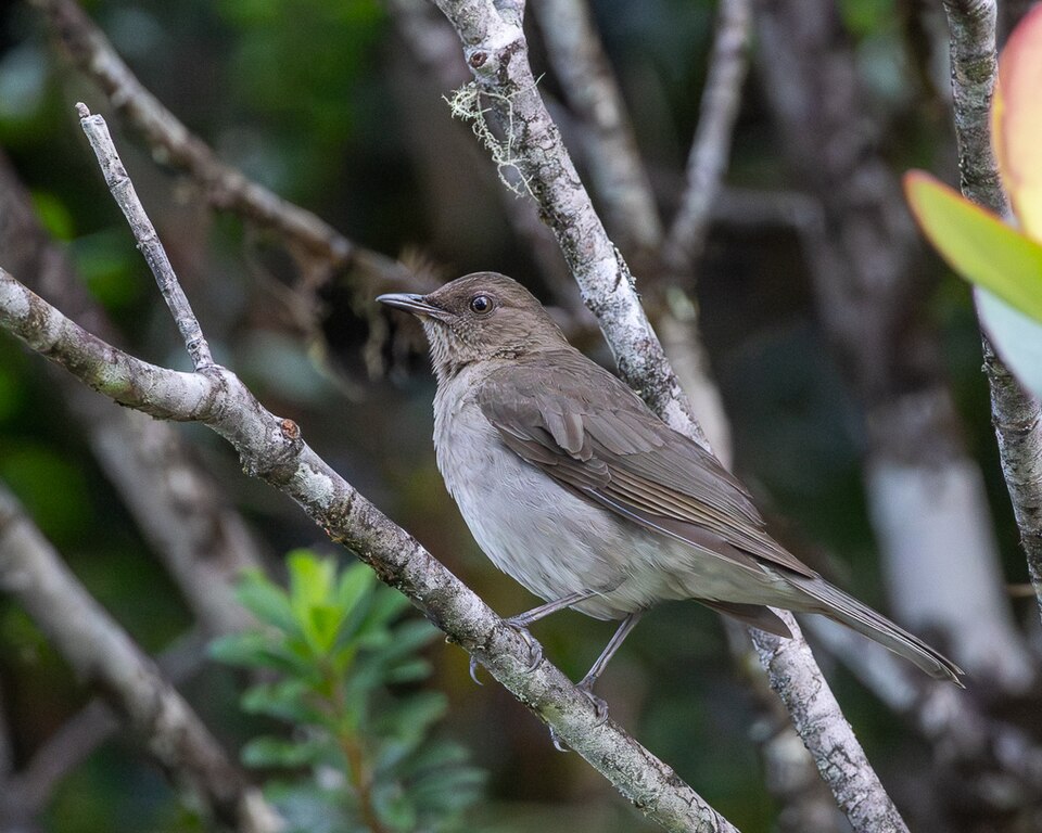 Pantepui Thrush