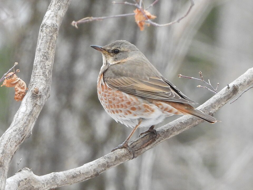 Naumann's Thrush