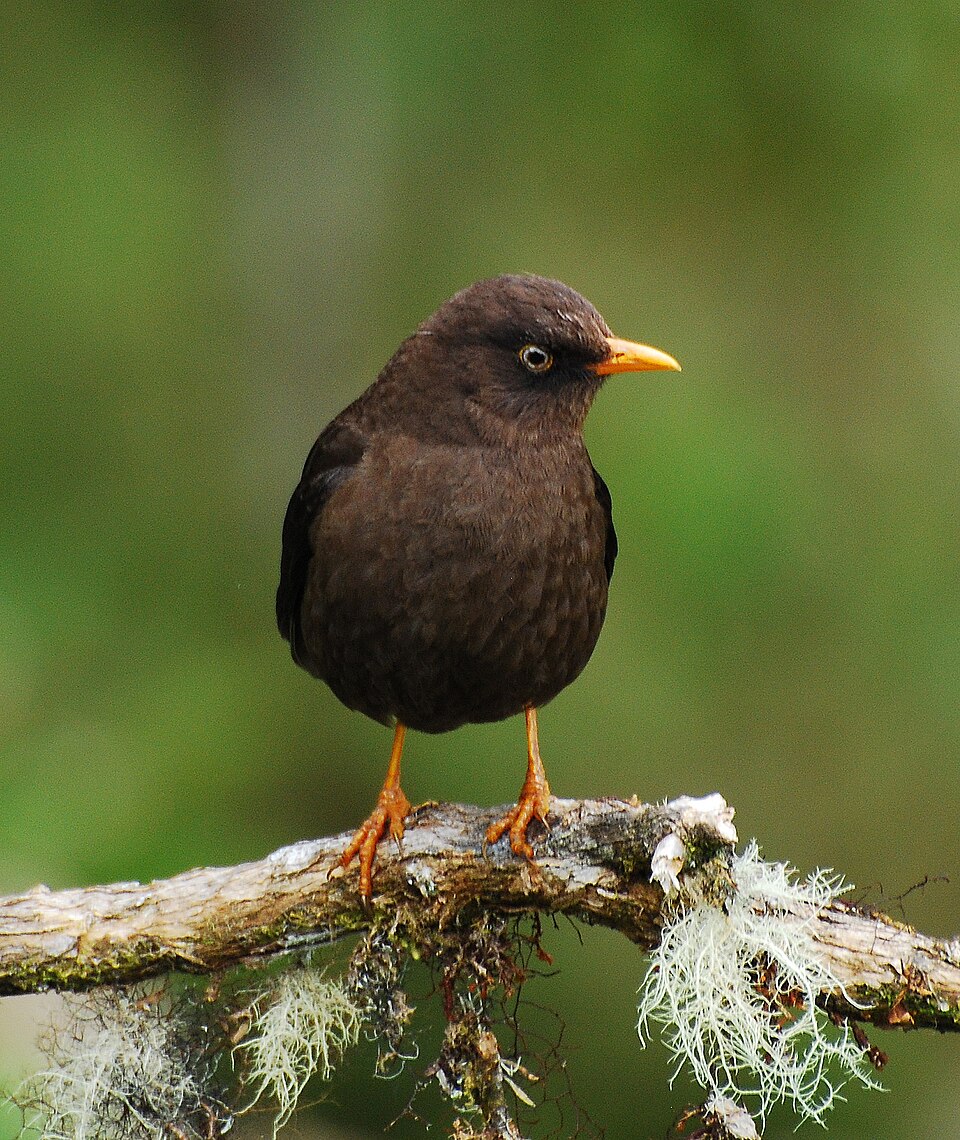 Sooty Thrush