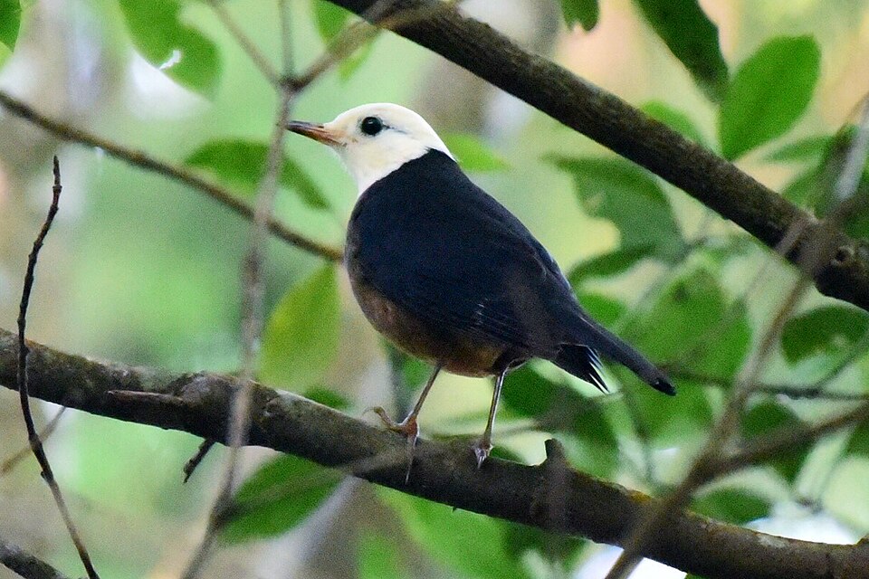 Taiwan Thrush