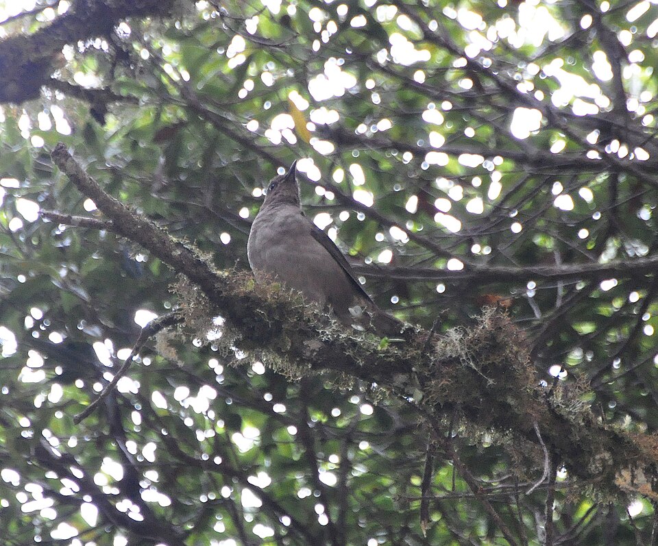 Mountain Thrush
