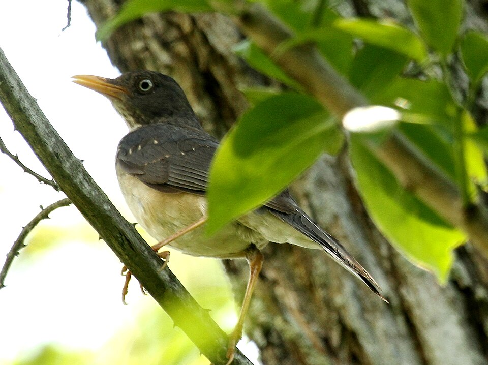 Plumbeous-backed Thrush