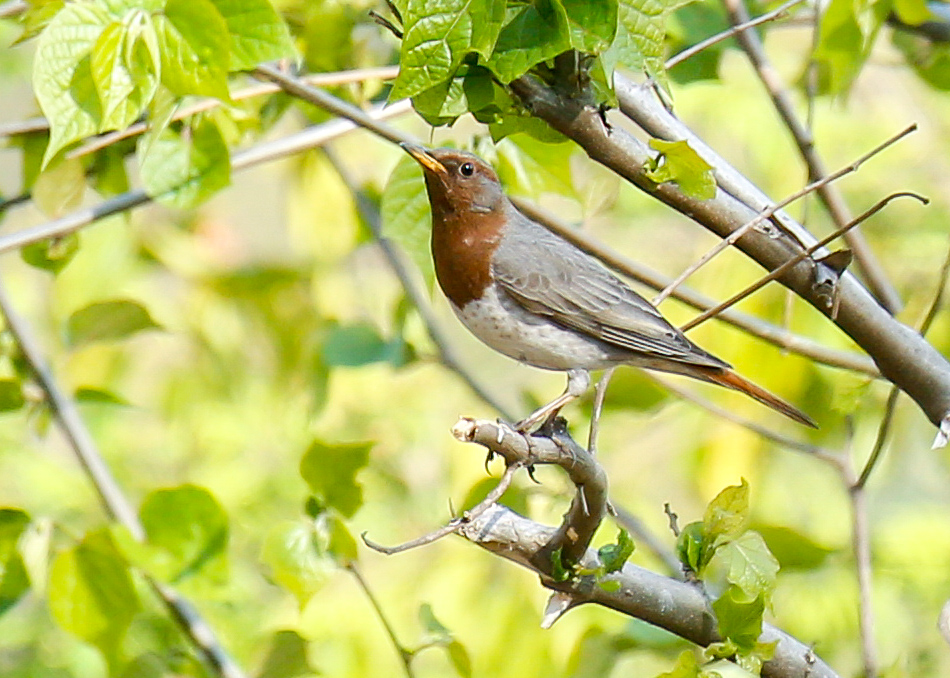 Red-throated Thrush
