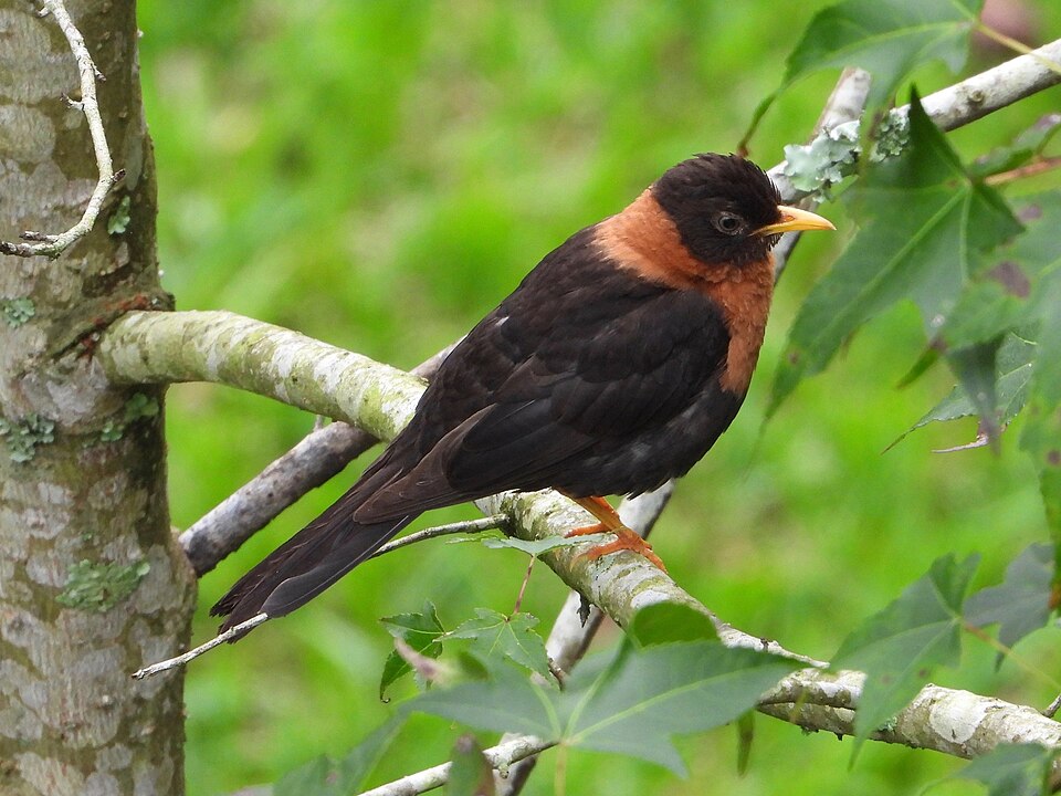 Rufous-collared Thrush