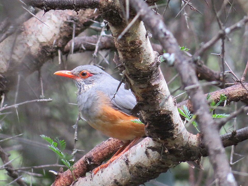 Bare-eyed Thrush