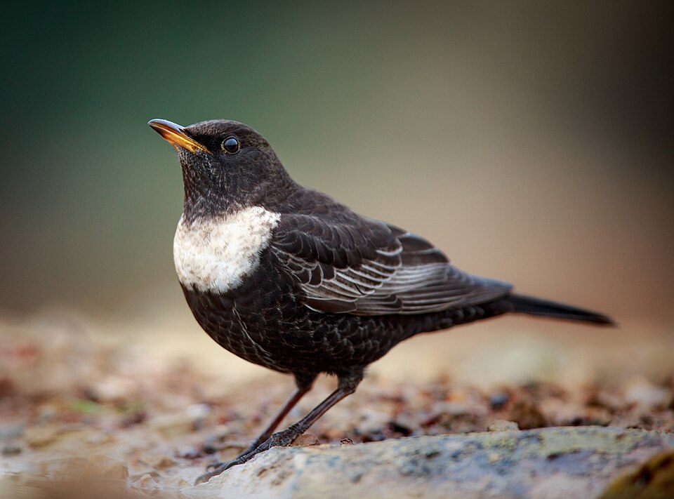 Ring Ouzel