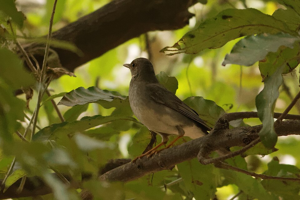 Tickell's Thrush