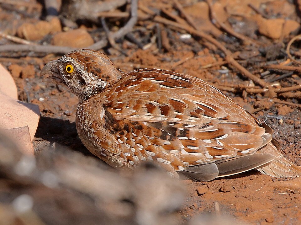 Chestnut-backed Buttonquail