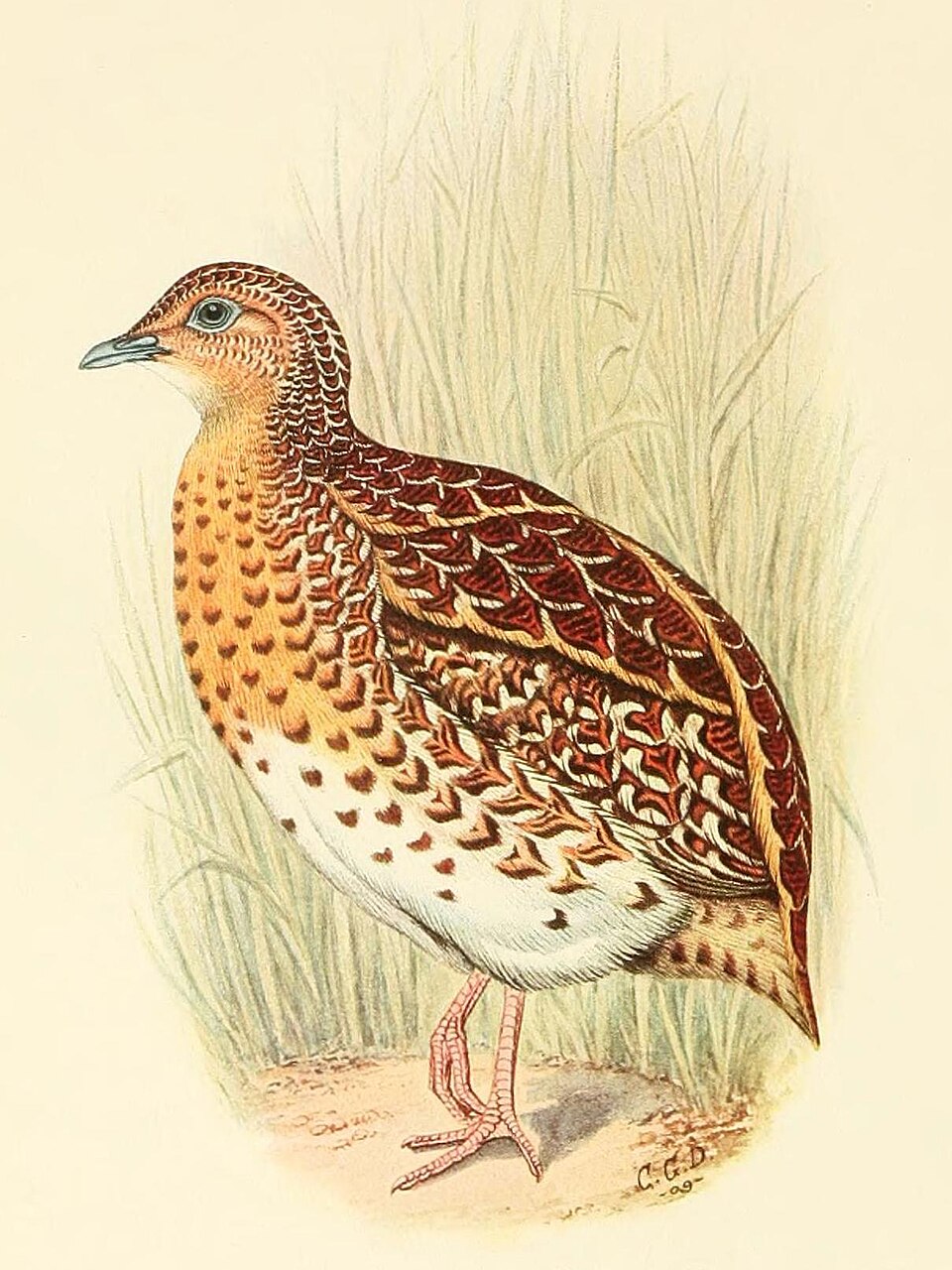 Fynbos Buttonquail