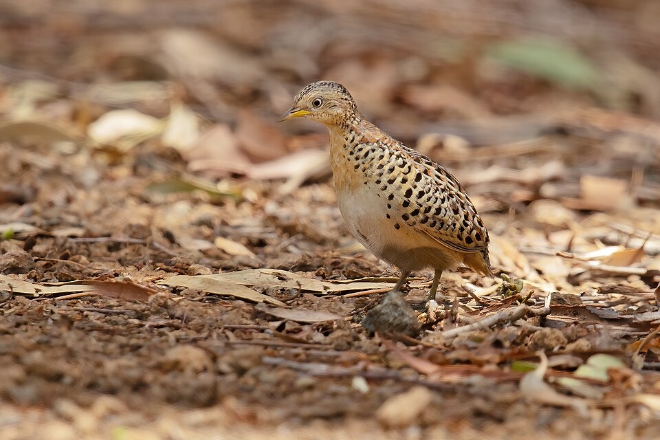 Red-backed Buttonquail