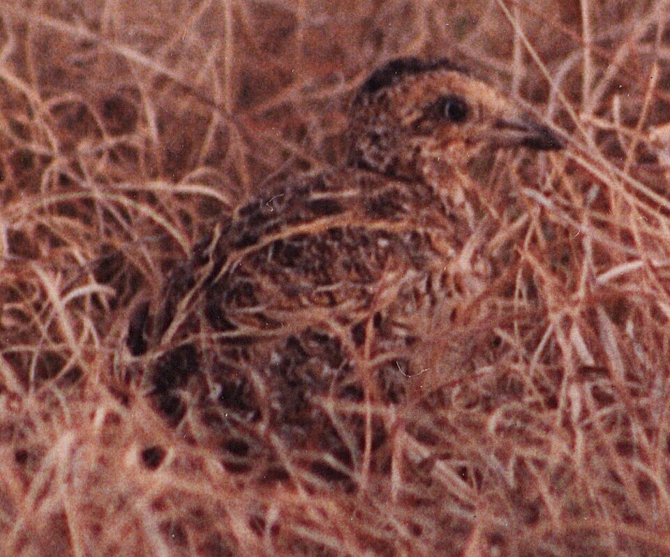 Black-rumped Buttonquail