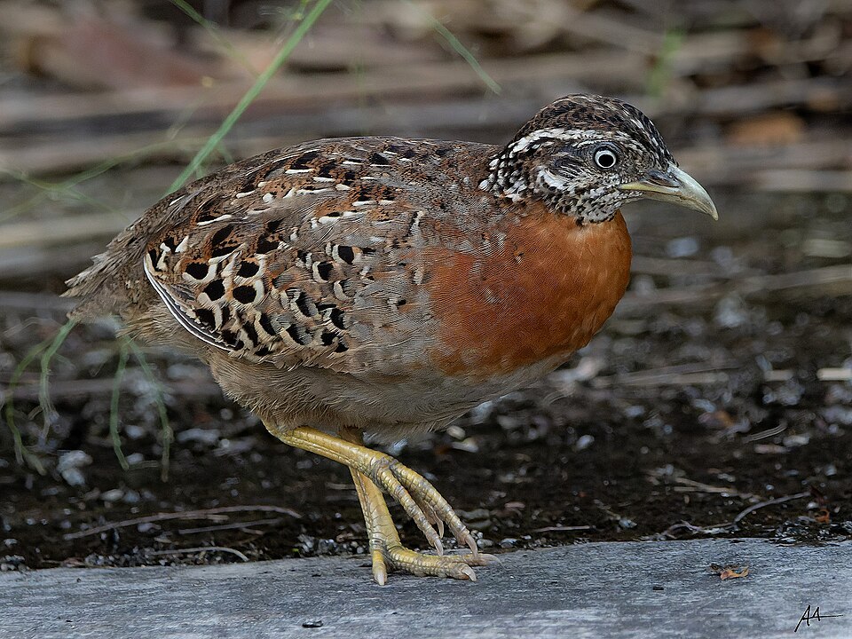 Spotted Buttonquail