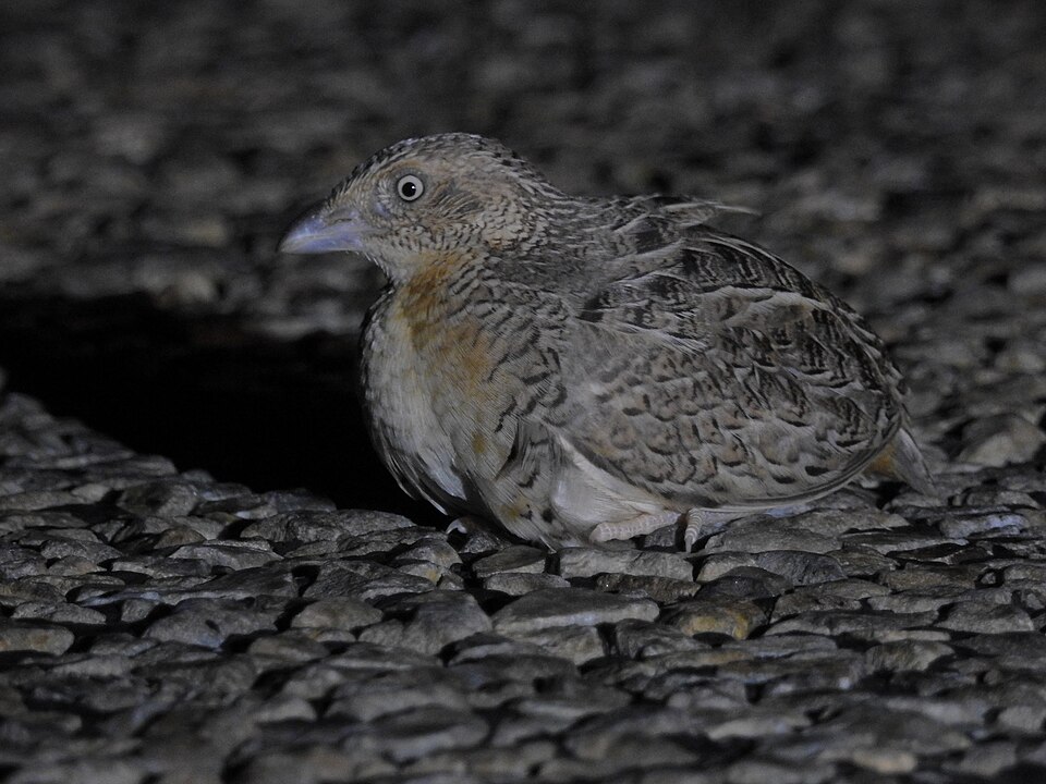 Red-chested Buttonquail