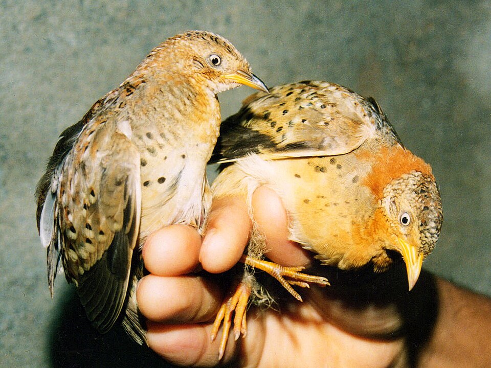 Yellow-legged Buttonquail