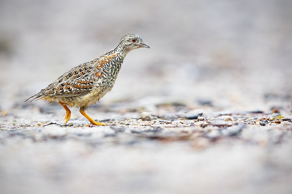Painted Buttonquail