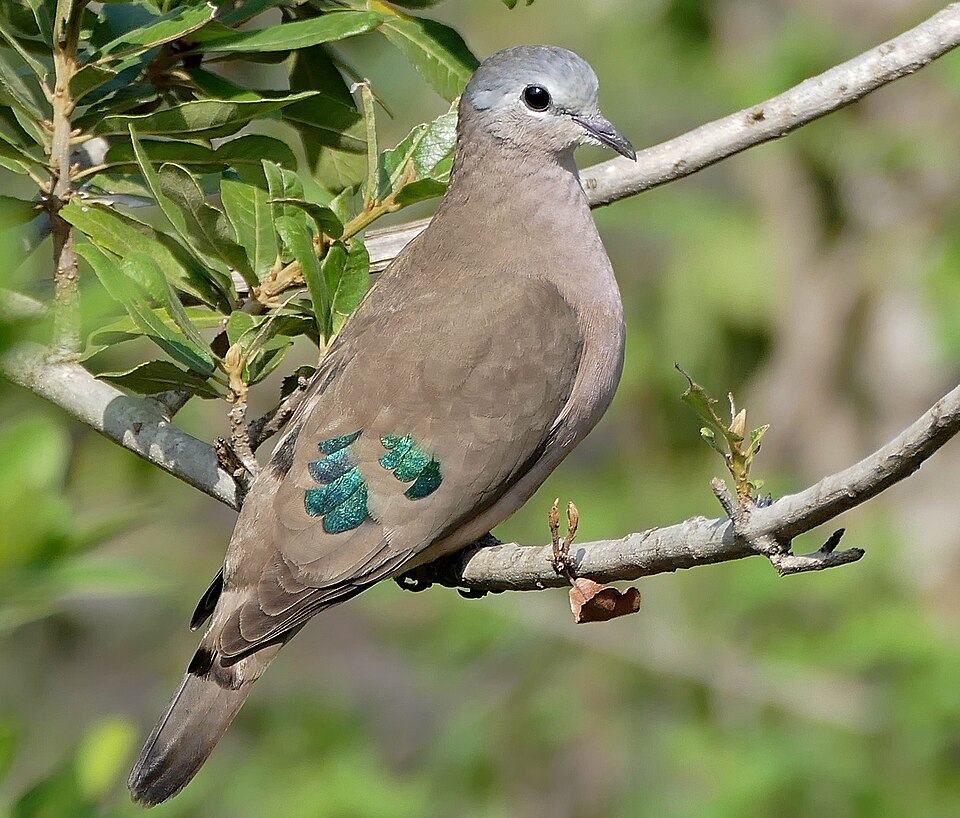 Emerald-spotted Wood Dove