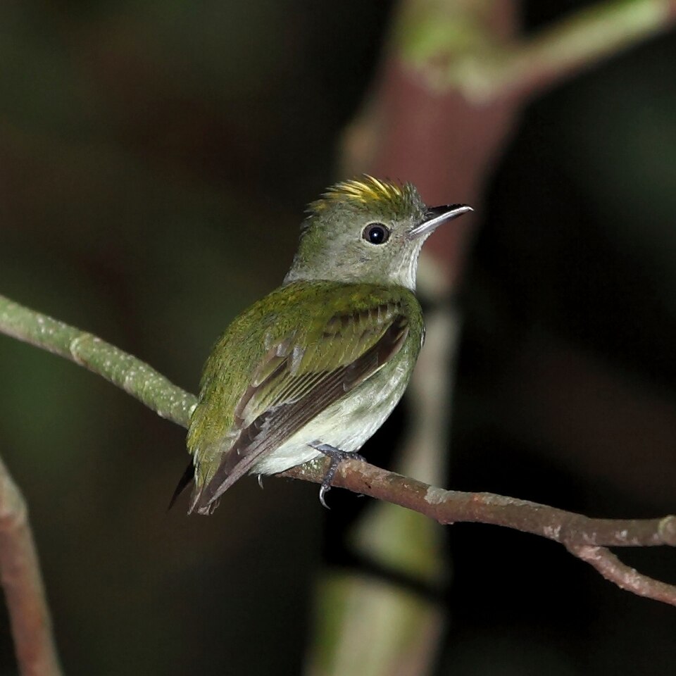 Tiny Tyrant-Manakin