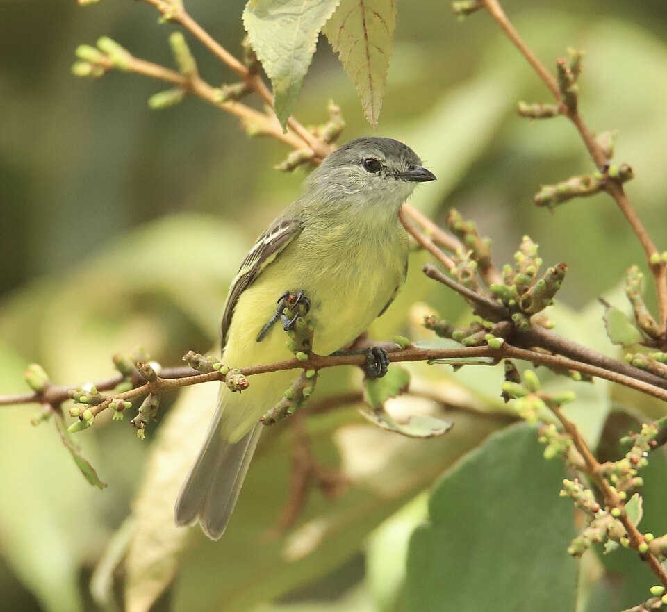 Yellow-crowned Tyrannulet