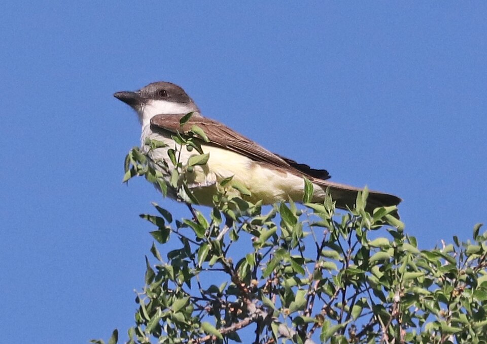 Thick-billed Kingbird