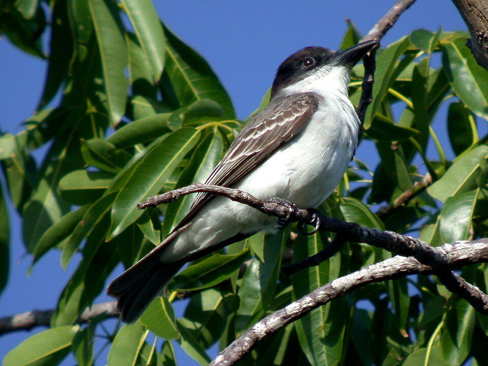 Giant Kingbird