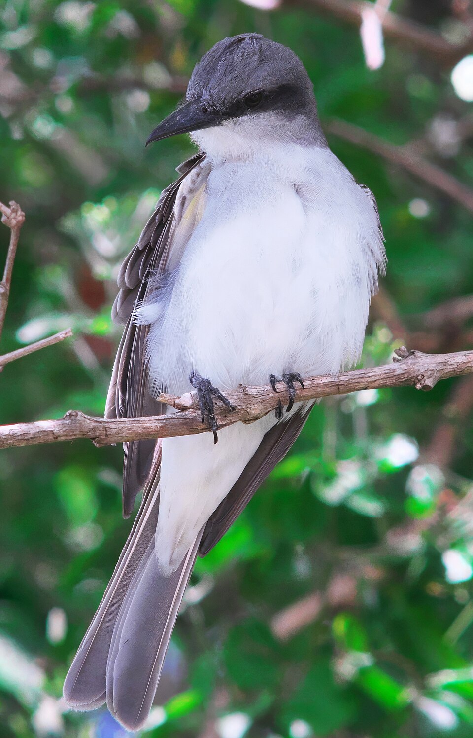 Grey Kingbird