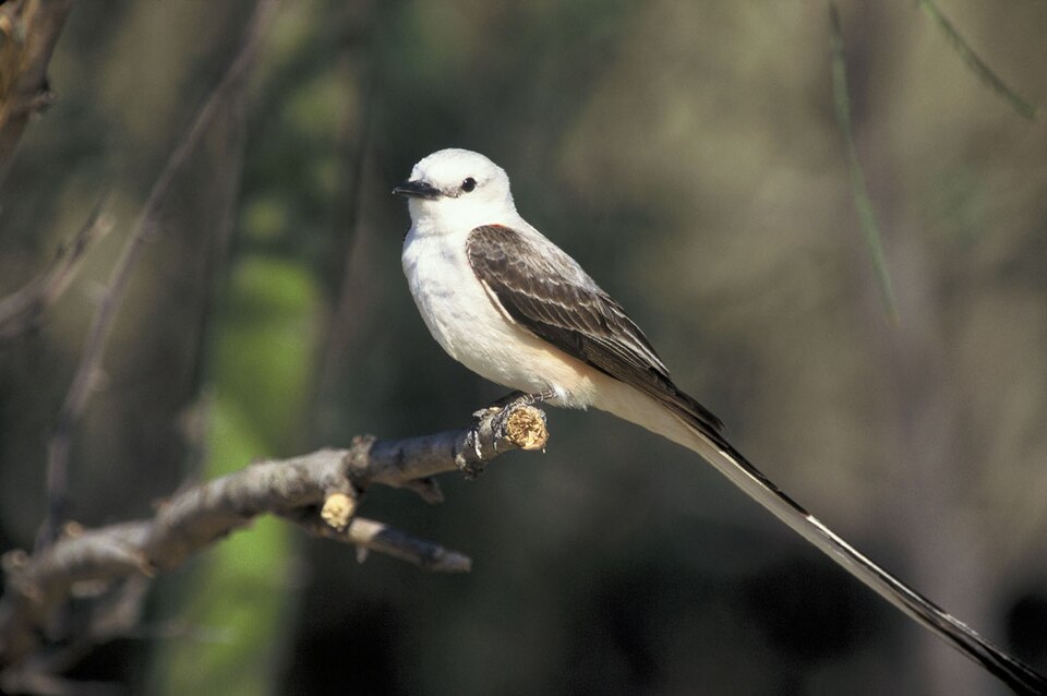 Scissor-tailed Flycatcher