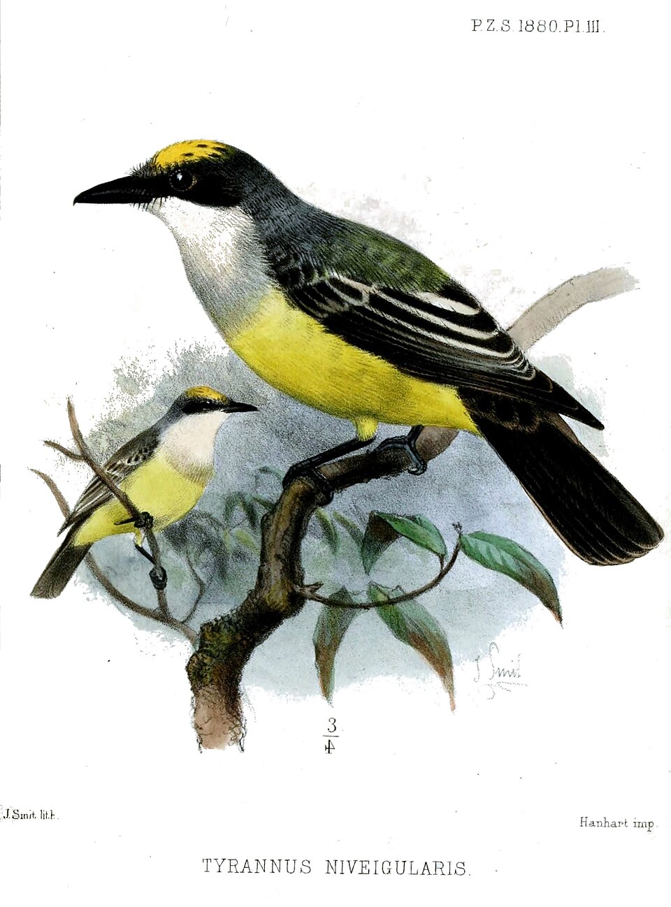 Snowy-throated Kingbird