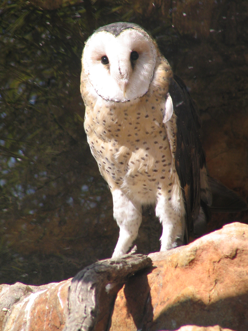 African Grass Owl