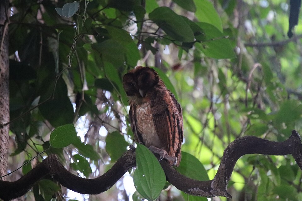 Minahassa Masked Owl
