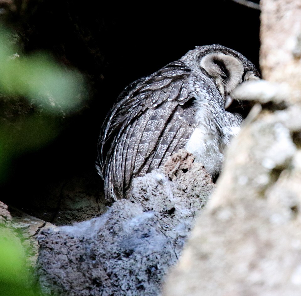 Lesser Sooty Owl