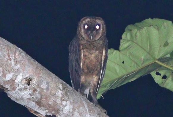 Taliabu Masked Owl