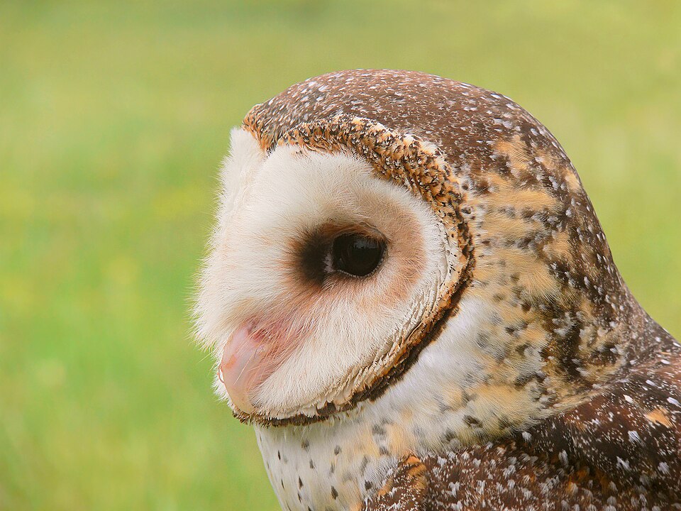 Australian Masked Owl