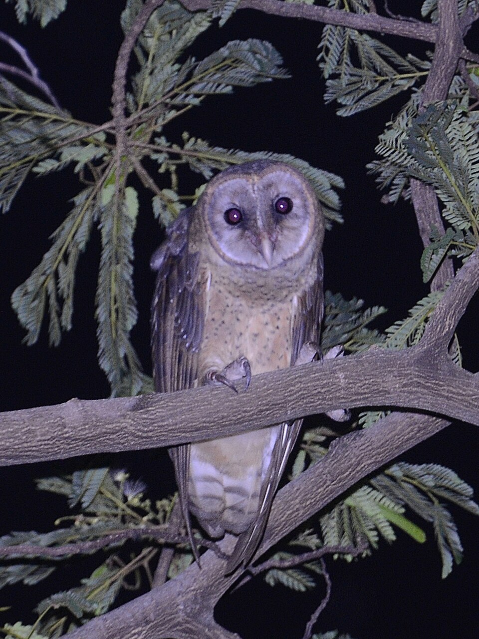 Sulawesi Masked Owl