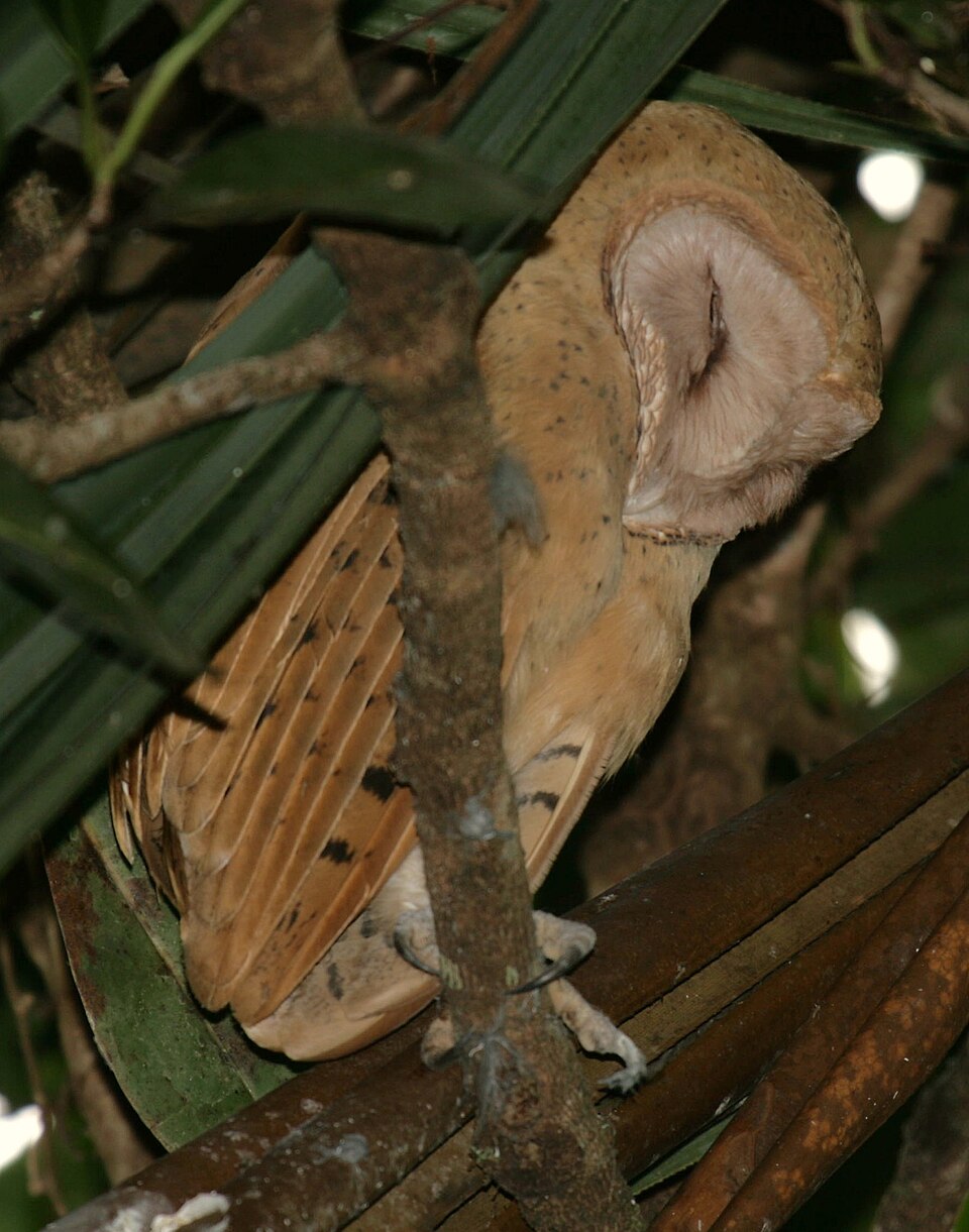 Red Owl
