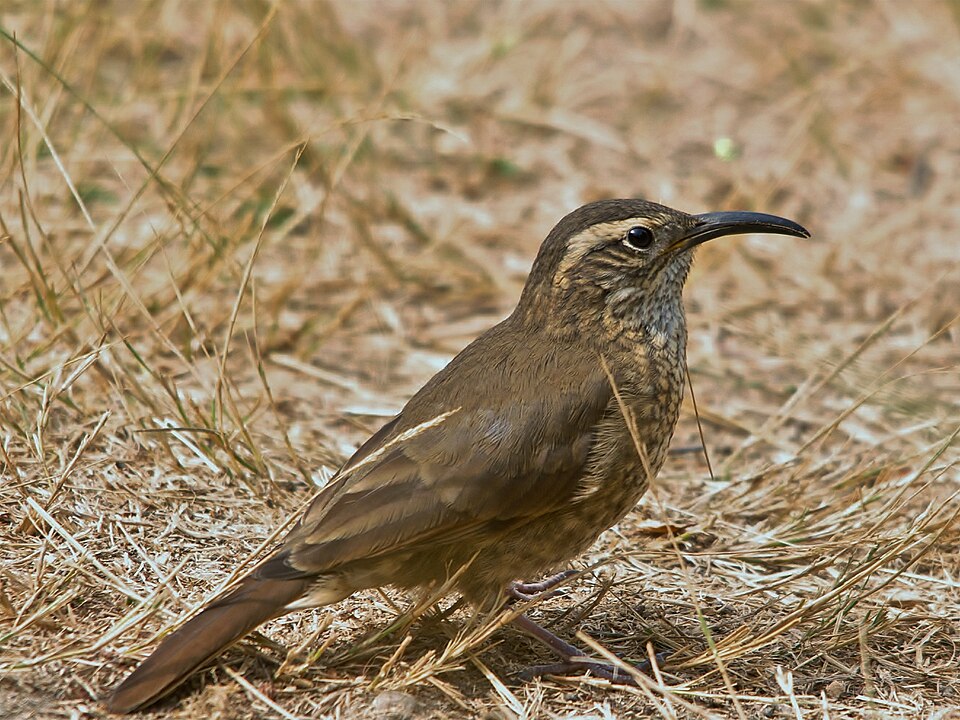 Scale-throated Earthcreeper
