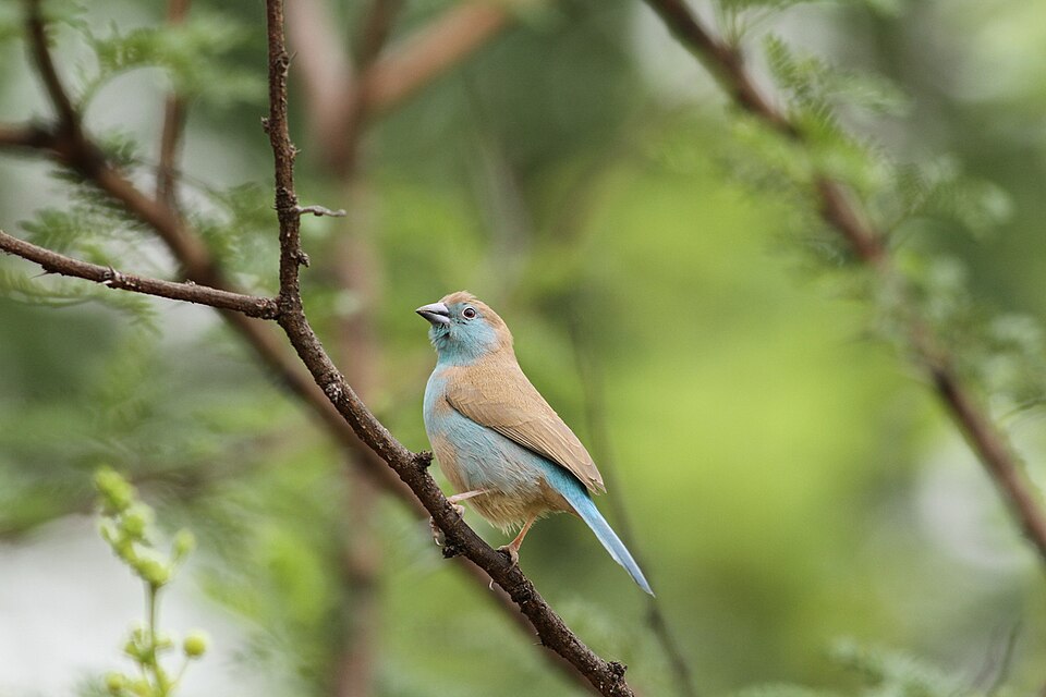 Blue Waxbill