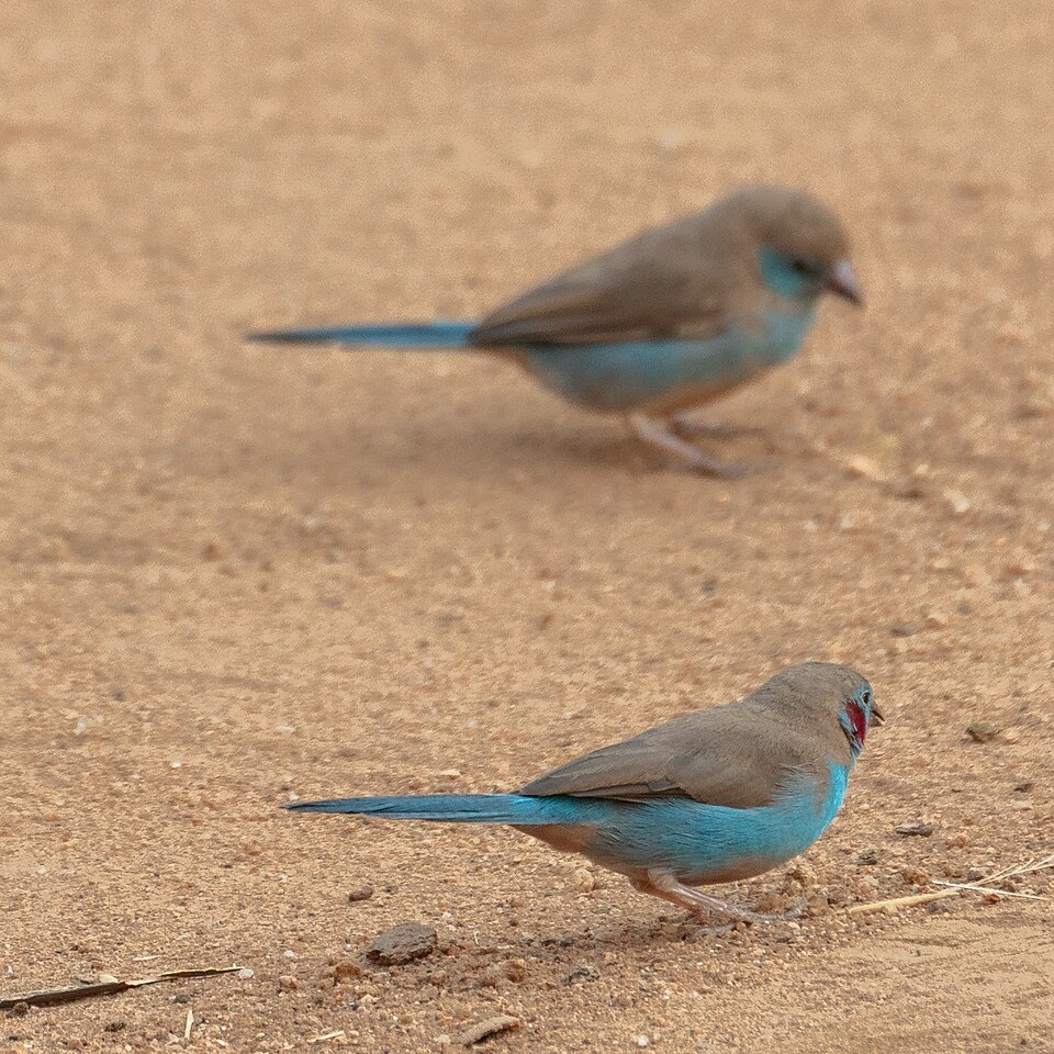 Red-cheeked Cordon-bleu