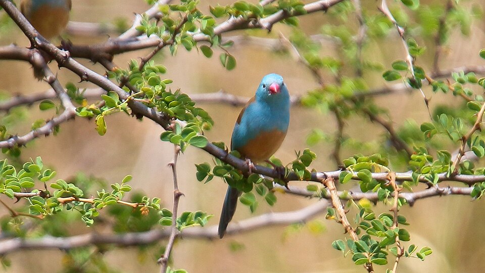 Blue-capped Cordon-bleu