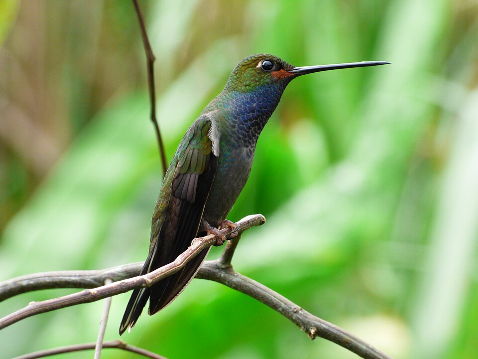 Rufous-gaped Hillstar