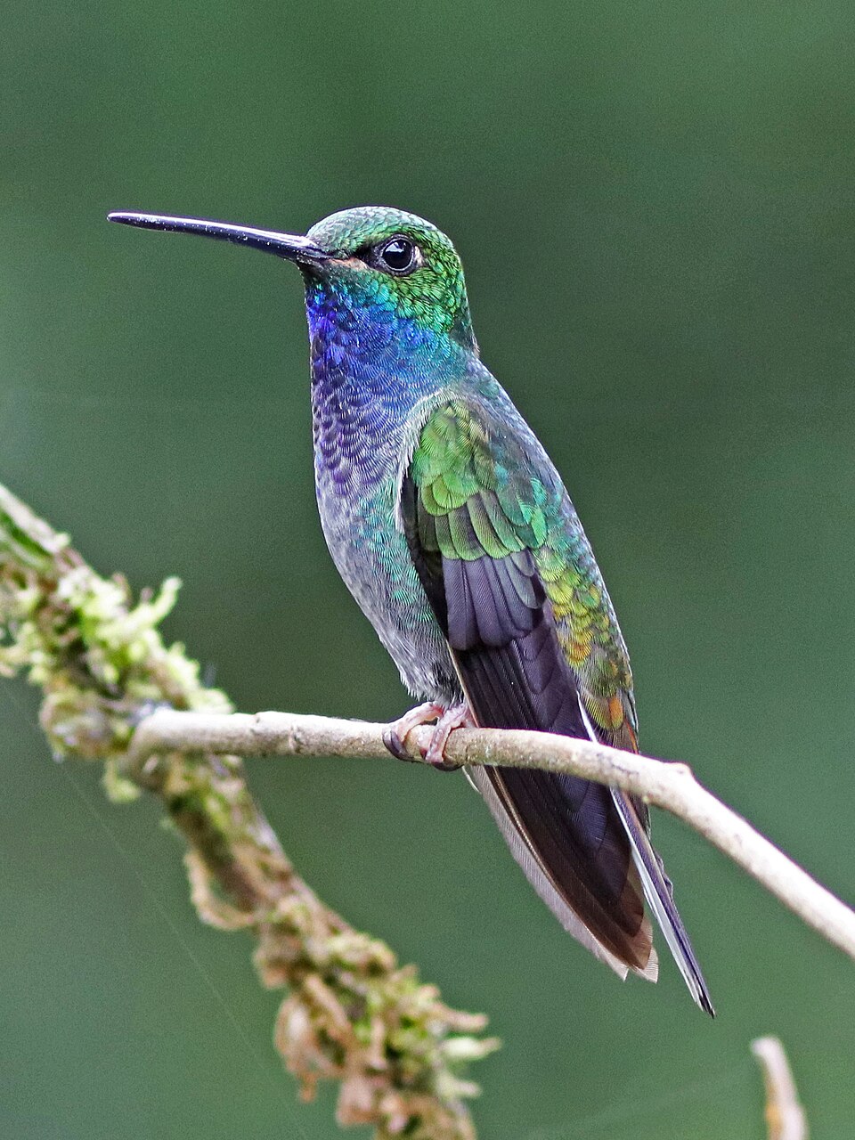 Green-backed Hillstar