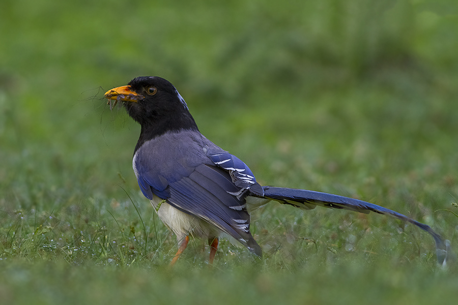 Yellow-billed Blue Magpie