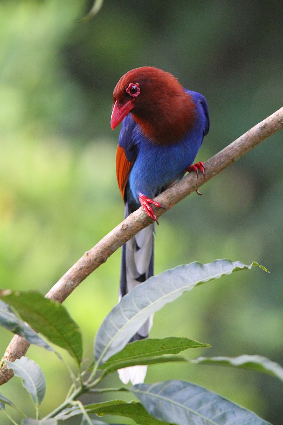 Sri Lanka Blue Magpie