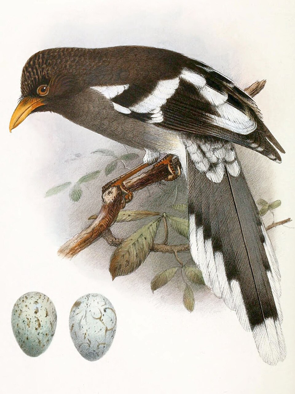 White-winged Magpie