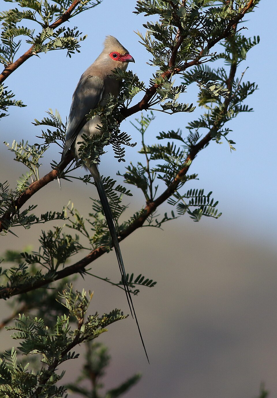 Red-faced Mousebird