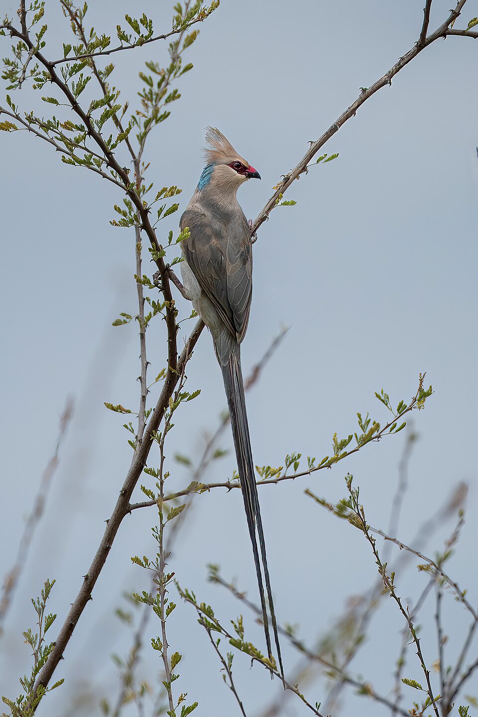 Blue-naped Mousebird
