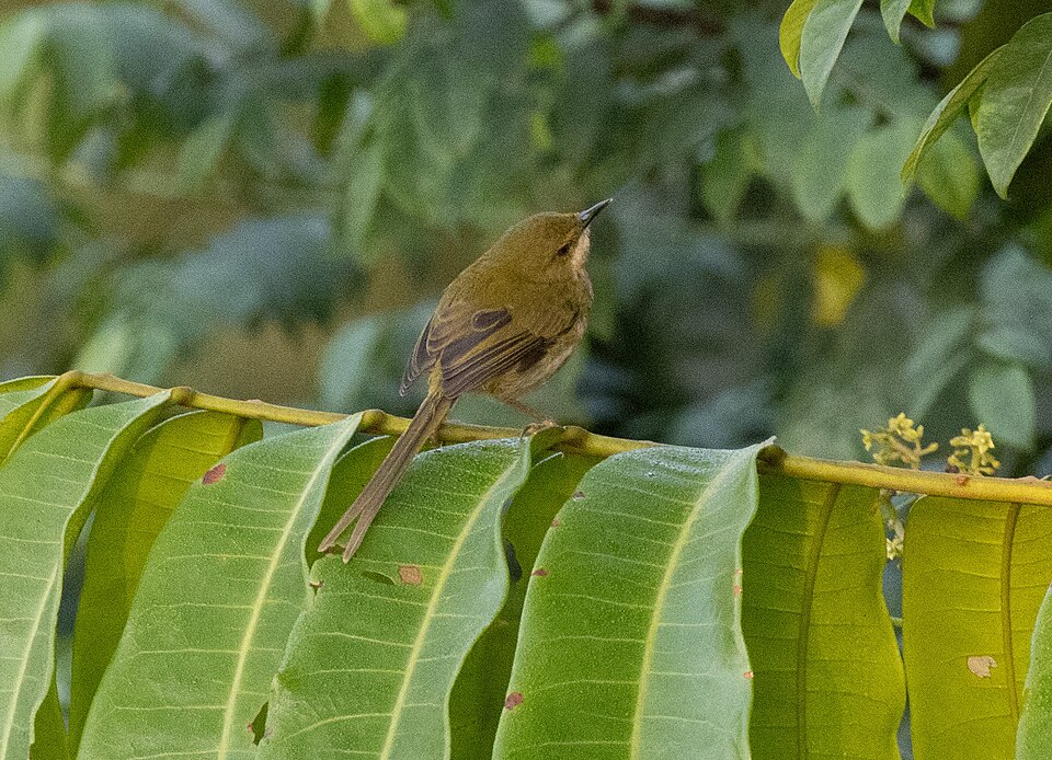 Green Longtail