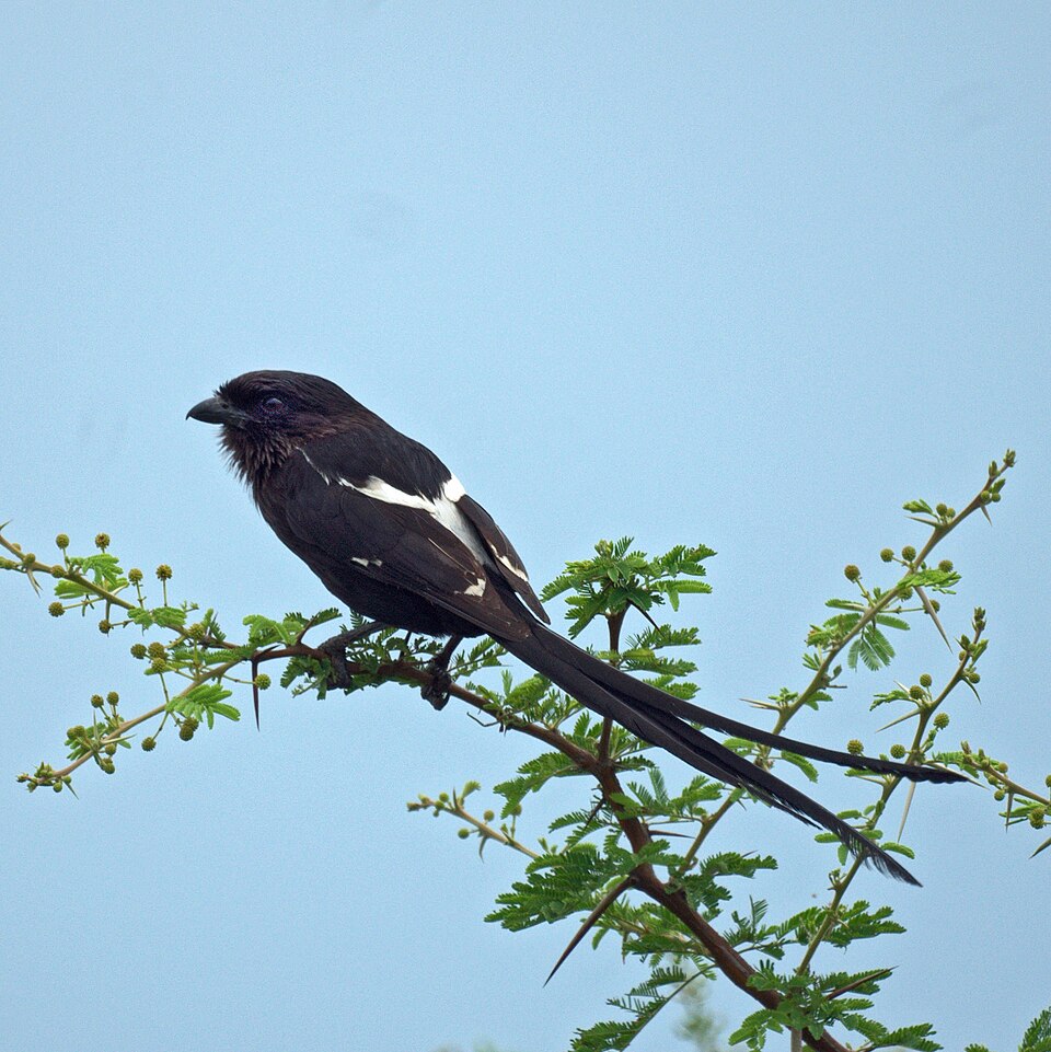 Magpie Shrike